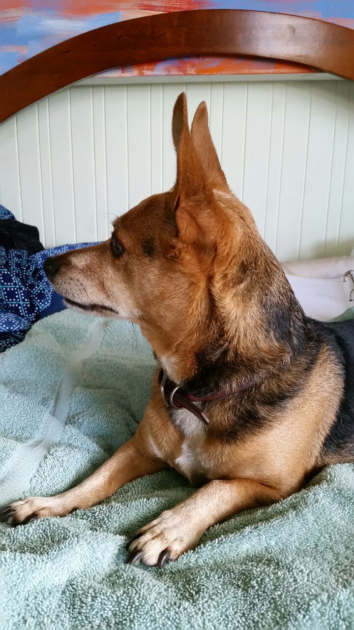 handsomedogs:  Sparkles, my very best friend 