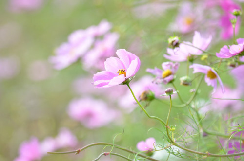 宮ノ下コスモス公苑2019台風の影響で倒れながらもきれいな花を咲かせておりました。