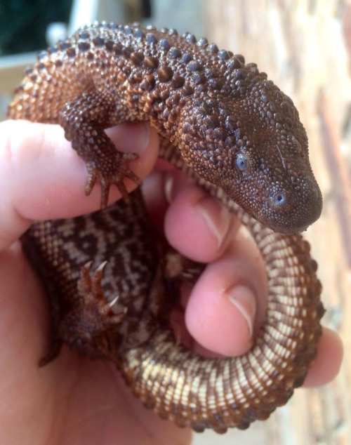 thepredatorblog:  crotalinae:  ftcreature:The prickly Borneo Earless Monitor was first described in 1878 but don’t feel bad if you haven’t heard of it before then. You haven’t been living under a rock, but the Earless Monitor has! You see, the lizard
