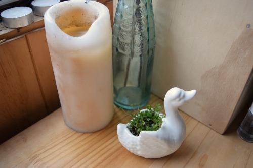 I have this cute little swan where I planted Baby Tears on my desk and it makes me really happy x