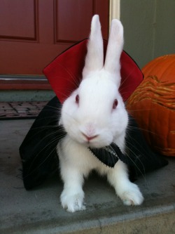 bunnylucius: