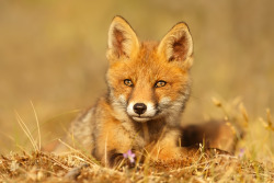 Golden Fox by thrumyeye 