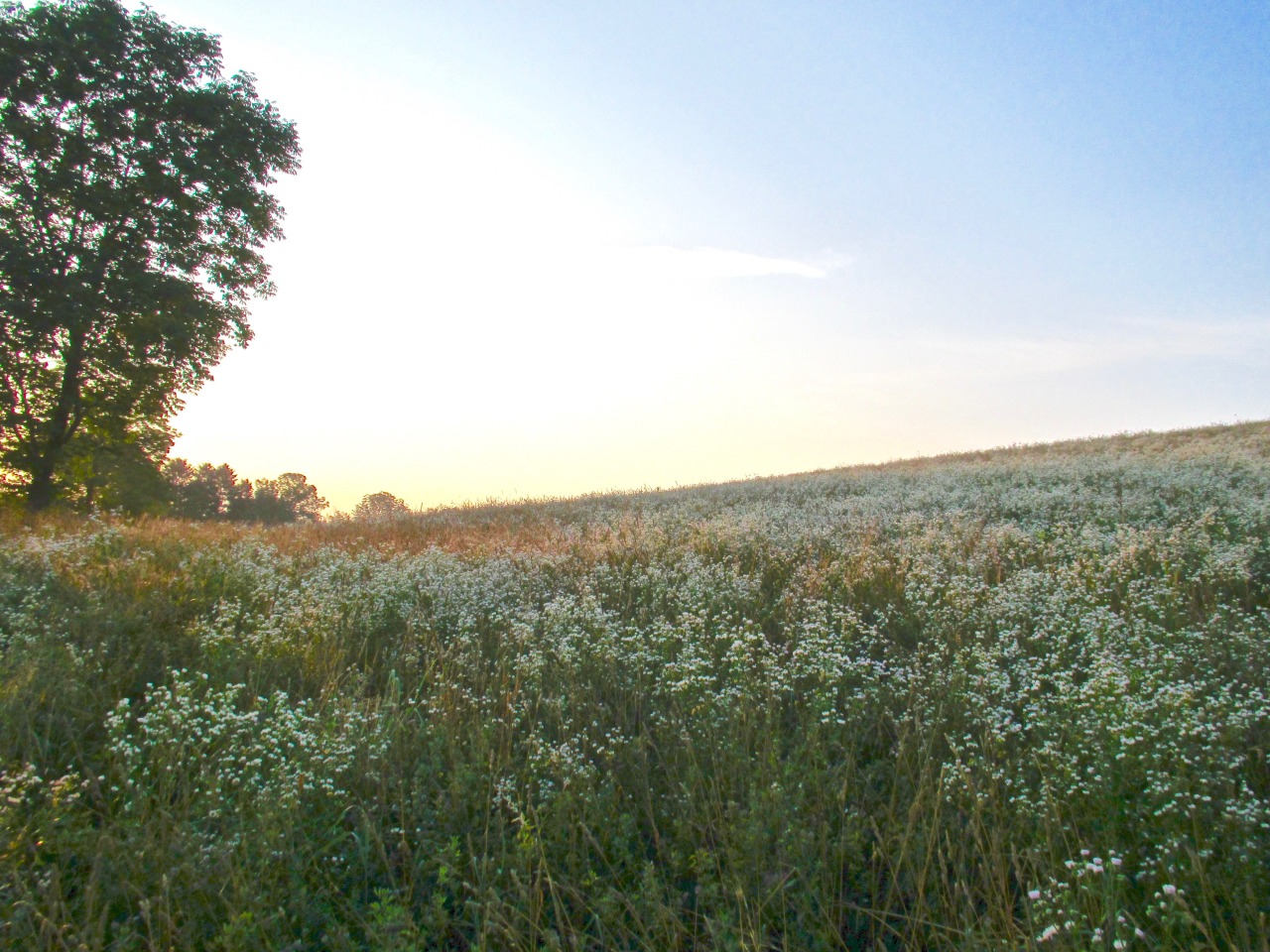 geopsych: More pictures of those hills that were covered with flowers.  July 11.
