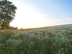 geopsych: More pictures of those hills that were covered with flowers.  July 11. 