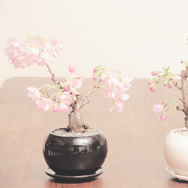 winriirockbell:10Pcs Rare Sakura Seeds    |     Discount code: happy15  { 15% OFF }