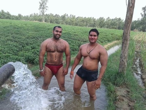 Indian desi village wrestlers cooling off in the farming fields in their village in Dhampur. Throw i