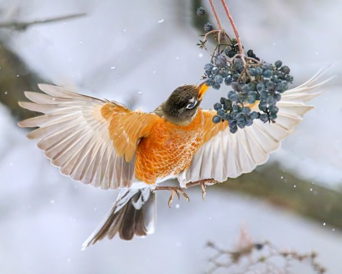 American Robins (Turdus Migratorius), EAT THE TASTY BERRIES!!!, Family Turdidae, Order Passeriformes,