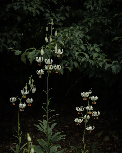 annedebretagneduchesseensabots:They are called martagon lilies ( or Turk caps lilies) …  and they do