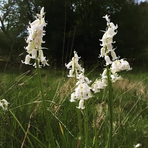 I saw some white bluebells this morning in the graveyard. They’re very rare; according to the Nation