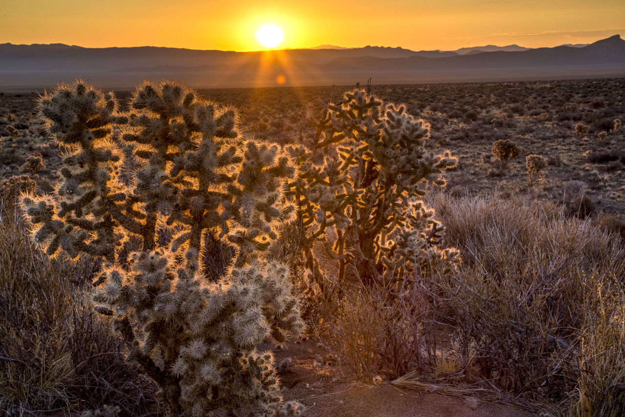 mypubliclands:  #mypubliclandsroadtrip Recap Continues with BLM Nevada! From striking