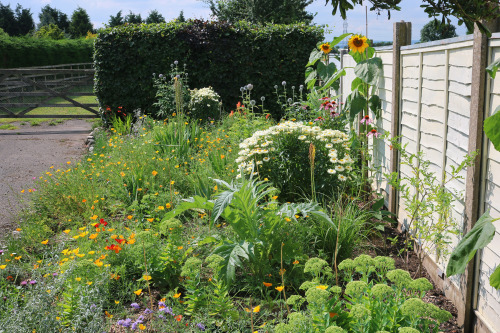 agavex-photography: Herbaceous Border 1, early August 2019.