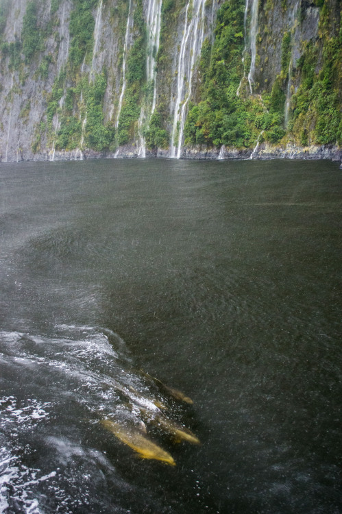 Waterfalls and dolphins…the best parts of Milford Sound!Milford Sound, Fiordland, South Islan