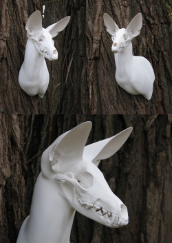 strangebiology:  “Ghost” by DiamondDustTaxidermy