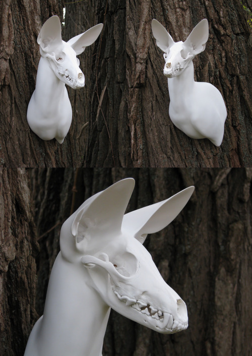 strangebiology: “Ghost” by DiamondDustTaxidermy on Deviantart. Plus, how to make your ow