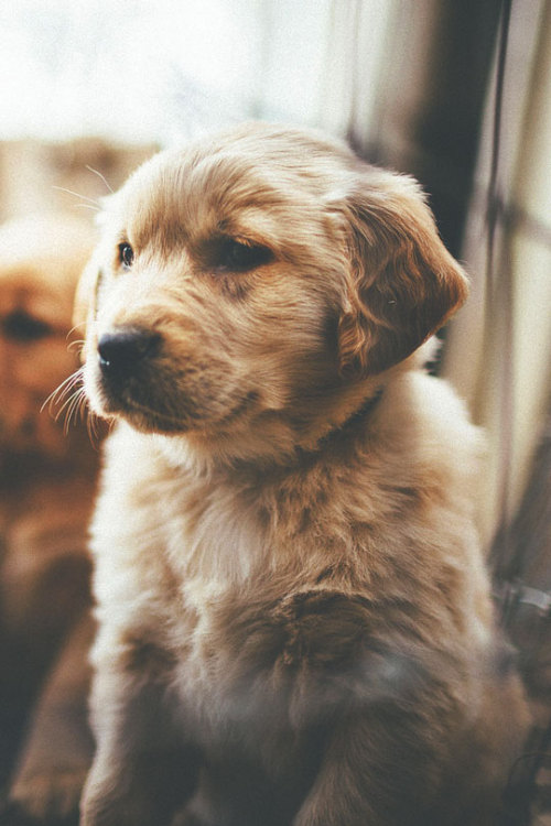 thelavishsociety:  Puppy by Zach Allia | LVSH