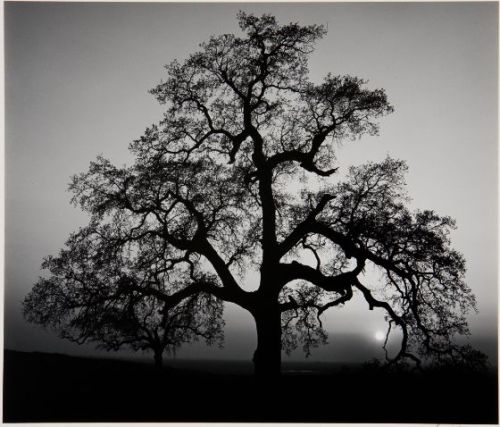 Oak Tree, Sunset City, Sierra Foothills, California, by Ansel Adams In the fairy tale The Spirit in 