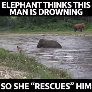 fuhrerbefiehl: deusexscientia:  sixpenceee:  Filed under reasons I love elephants. 