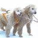 greer's pet blog