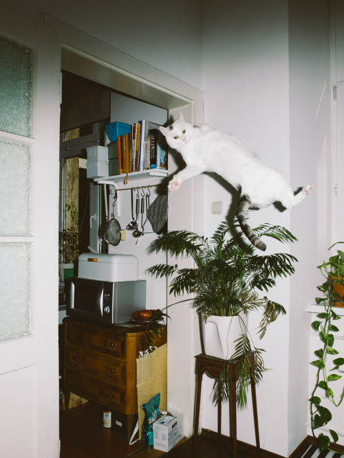 thingstolovefor: “Jumping Cats” by Photographer Daniel Gebhart de Koekkoek Vienna-based photographer Daniel Gebhart de Koekkoek documents the aerobatic prowess of Elli, Flitzie, Nevio and Fiffy. #Love it! 