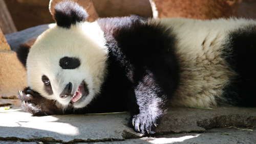 giantpandaphotos:  Xiao Liwu at the San Diego Zoo in California, US, on September 14, 2013. © Angie Bell. 