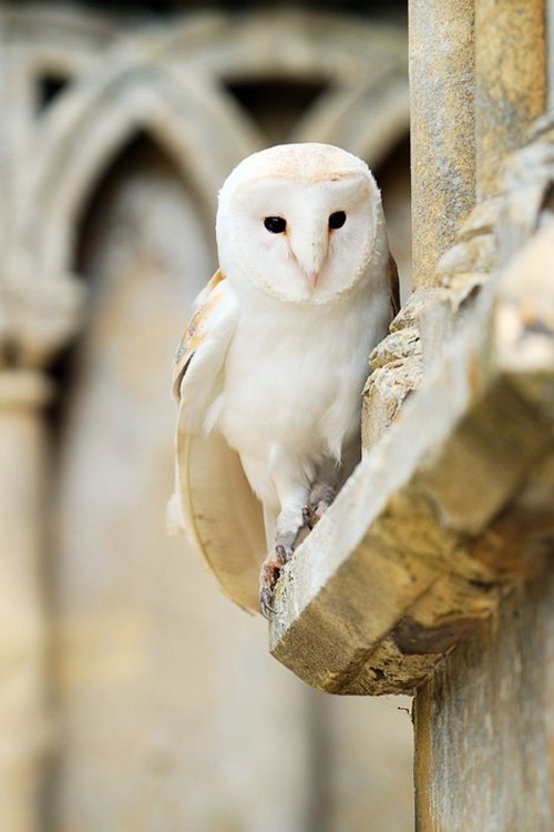 wonderous-world:  Whoo Whoo by Pascal DeMunck 