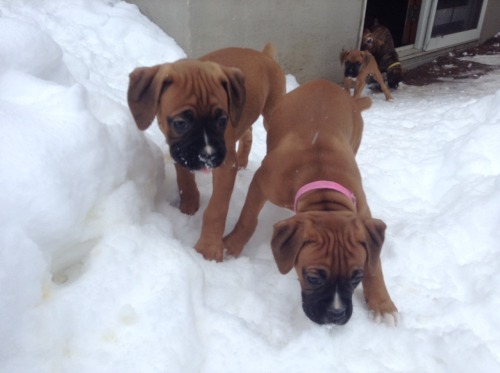 7 weeks old first time in the snow!