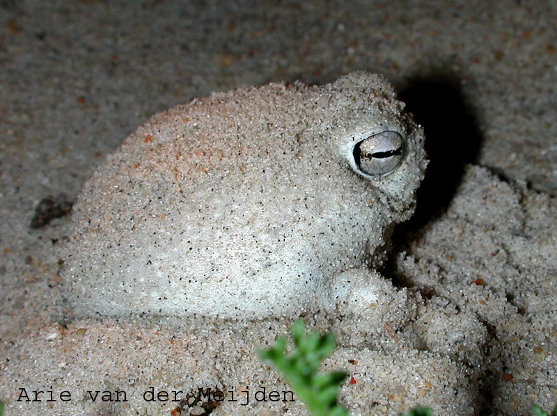 This desert rain frog [Breviceps macrops] was... - Toadschooled