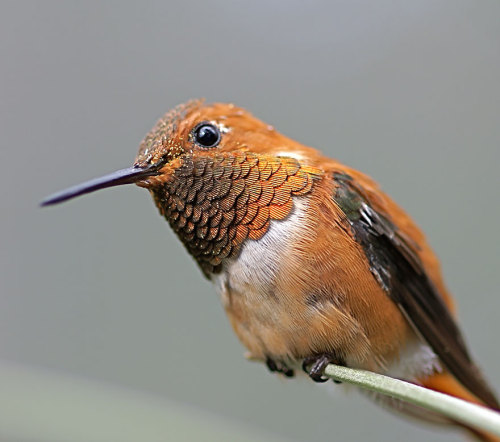 crossconnectmag: Vivid Hummingbird Close-ups Reveal Their Incredible BeautyWhen it comes to birds, t