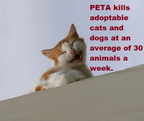 pastel-llama:  xthegirlwithkaleidoscopeeyesx:  Just some friendly animals telling you a few truths.  Fuck PETA  