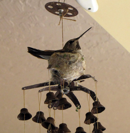 becausebirds:These birds have mastered the art of cohabitation.