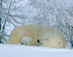 animalsandlandscapes: Silent Slumbers | by Andy