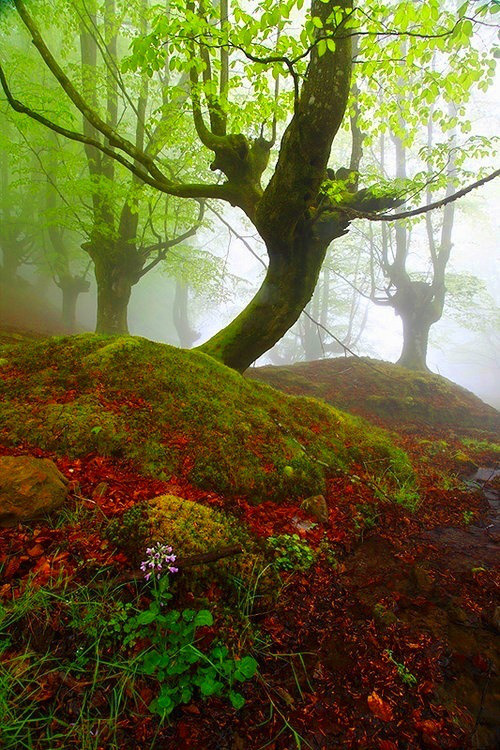 portu666:Mystical Forest, Gorbea, Spain
