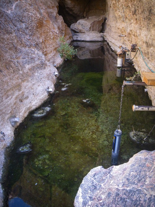metabetta:Sadly, three drunk men killed one of the rarest animals on earth, the Devil’s Hole Pupfish