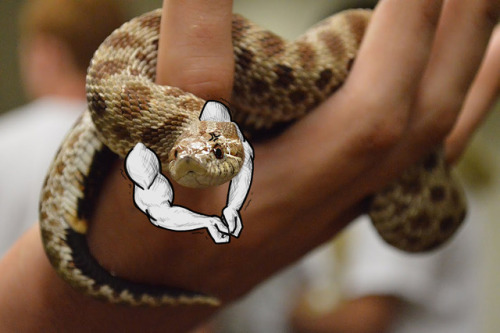 solid-snakes:laurelhach:solid-snakes:Did someone say “more snakes with arms?”this isn’t a bandwagon 