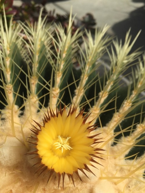 Huge Cactus Flower at the Wellesley College Greenhouse