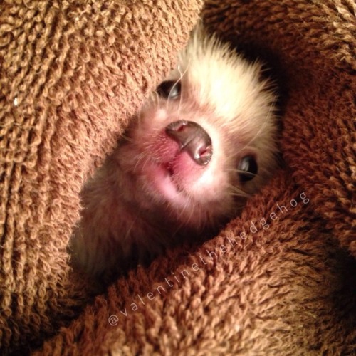 Hedgehog or burrito? The world may never know.