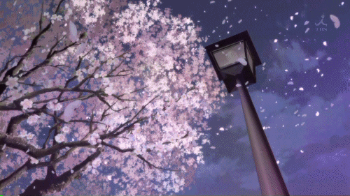 Your Sakura