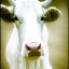 ghostcow1967