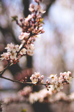 thelavishsociety:  On This First Day of Spring