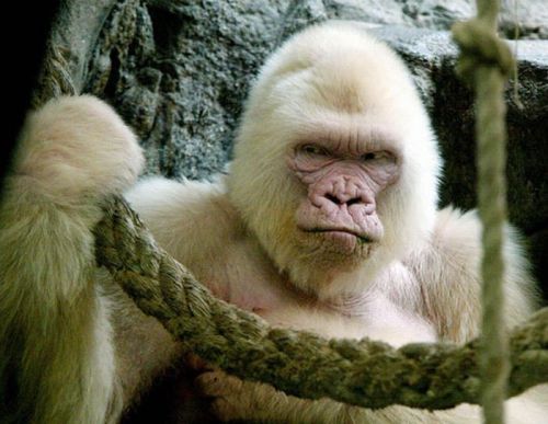 odditiesoflife:  Rare Albino Animals Albinism is a congenital disorder that robs the skin, hair and eyes of color due to lack of pigment. Albino animals are born at great risk when in the wild as they are highly visible to predators. These animals may