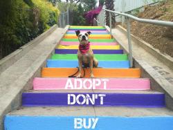 peta2:  Reblog if you are the PROUD parent of an adopted animal!