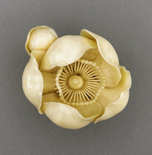 Camelia, Tsukamoto Kyokusai (Japan) late 19th-early 20th century, Ivory with light staining, sumi.