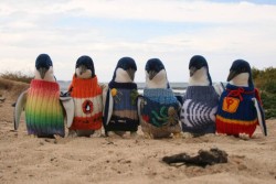 fat-birds:  Australia’s oldest man is knitting
