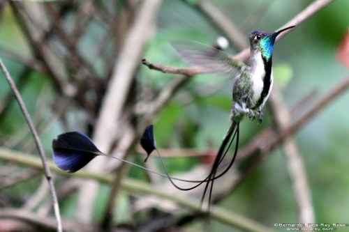 fat-birds:  orbitingthoughts:  A male marvelous spatuletail perches in a lek (an assembly area where animals carry on display and courtship behavior) near Pomacoches in northern Peru. The species gets its name from the male’s two longest tail feathers,