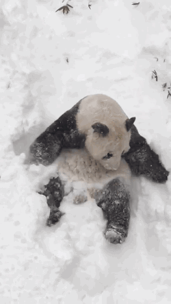 gifsboom:  Tian Tian in the Snow. [video] [Smithsonian’s National Zoo] 