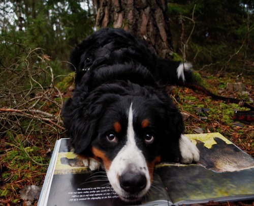BERNESE MOUNTAIN GOAT