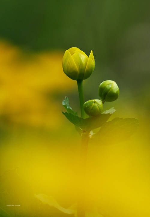 The beauty of the marsh marigold