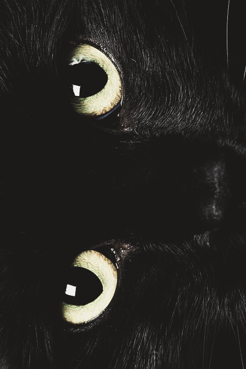 moon-kitties:   nature~astrology~spiritual☼ 