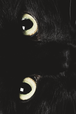 Moon-Kitties:   Nature~Astrology~Spiritual☼ 