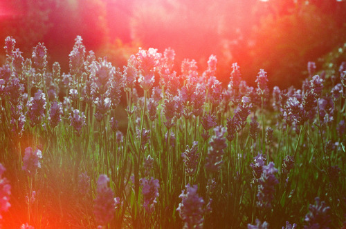 Lavender in the garden. Summer 2020